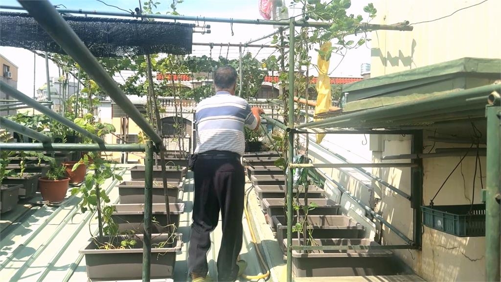 空中菜園！91歲伯爬鐵皮屋頂澆花種菜　民眾目擊直呼好危險