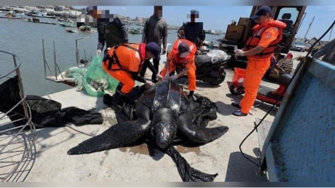 200公斤「深海巨獸」現身嘉義外海! 漁民誤捕極度瀕危革龜