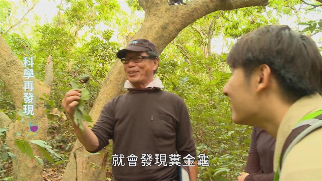 太陽月亮作導航！　揭秘糞金龜謎團