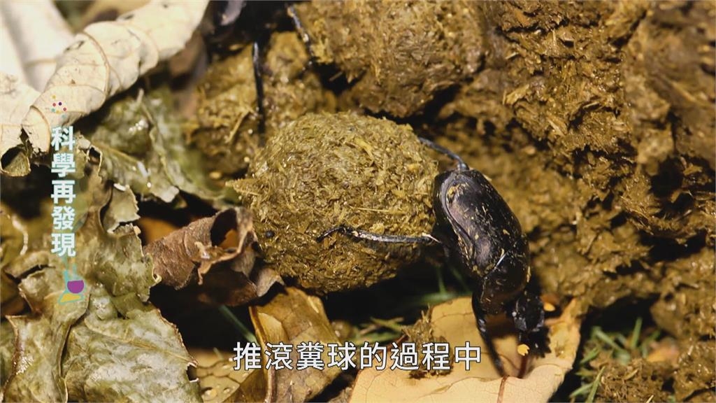 太陽月亮作導航！　揭秘糞金龜謎團