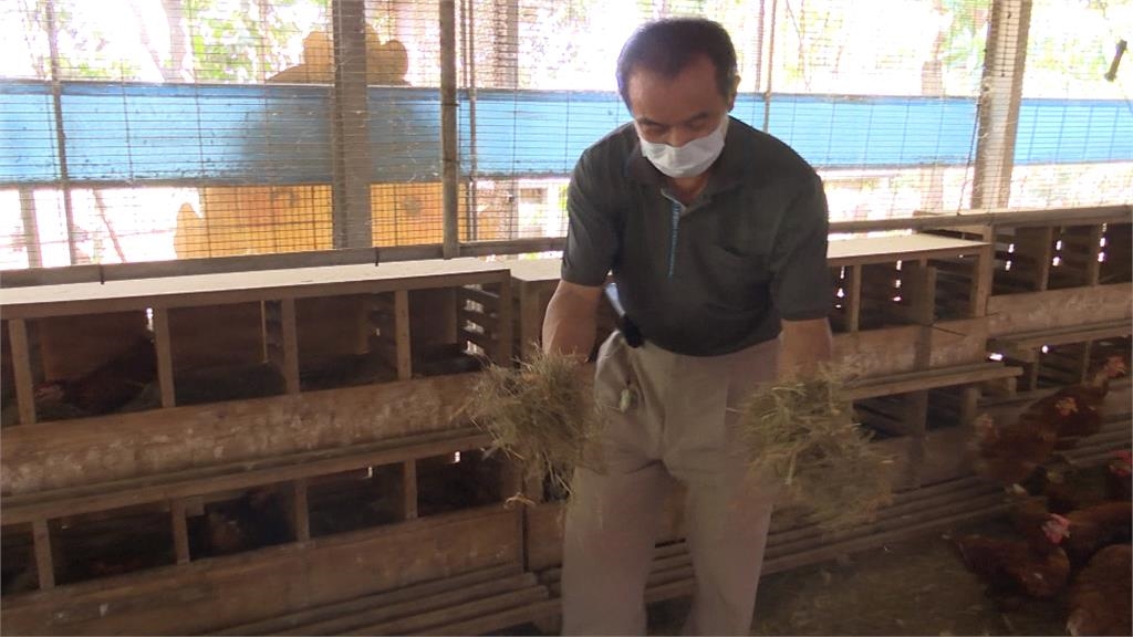 懶人養雞法！飼主親赴日本取經　「鋪乾草+益生菌」有效去味化