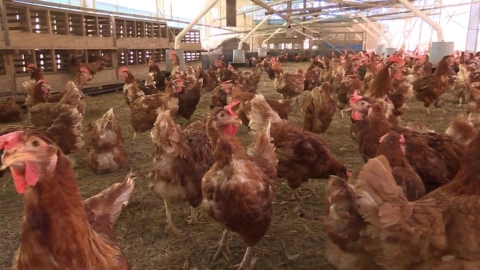 懶人養雞法！飼主親赴日本取經　「鋪乾草+益生菌」有效去味化
