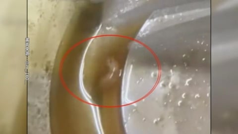 超商鮭魚沙拉驚見活蟲蠕動　奶油義大利麵小蟲亂竄超噁！
