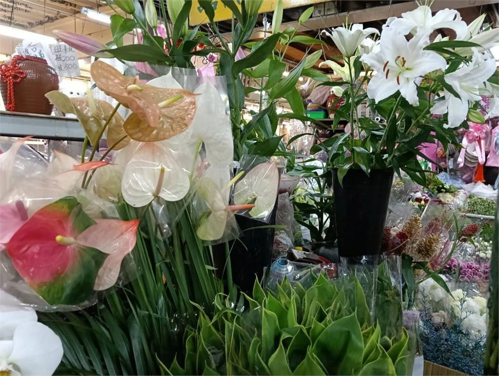 快新聞／養貓注意！「這些植物」絕對不能放家裡　毛小孩若誤食恐中毒身亡