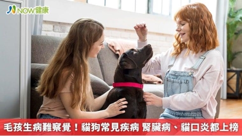 毛孩生病難察覺!貓狗常見疾病 腎臟病、貓口炎都上榜