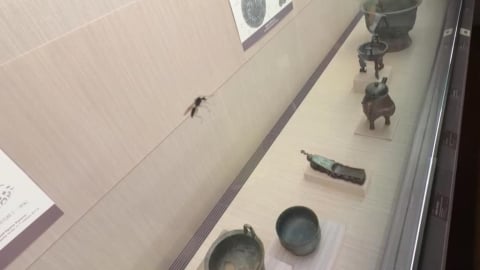 蟲蟲危機！　聖甲蟲入侵故宮？　三千年古物遭巨山蟻造訪