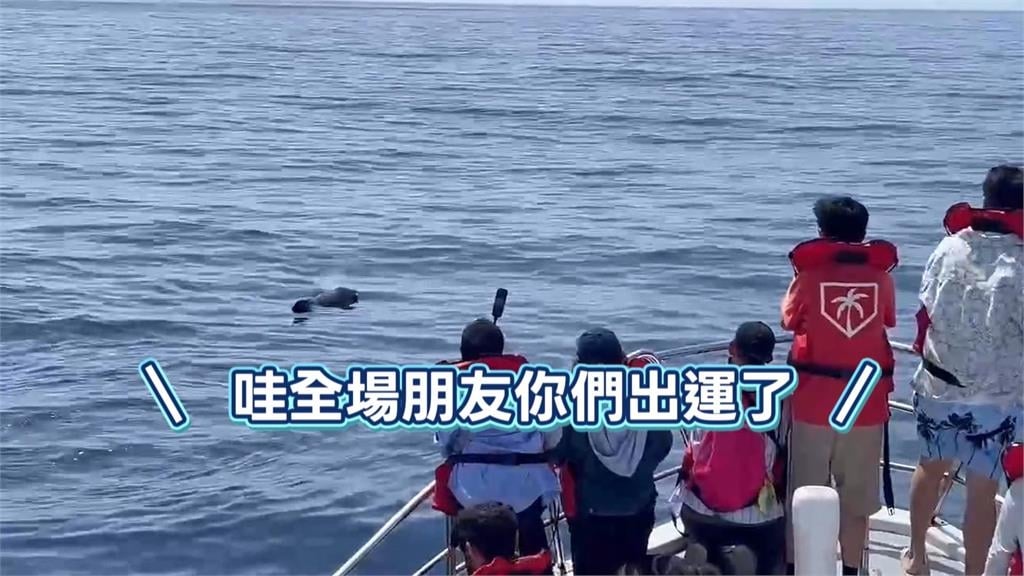 震撼!短肢領航鯨群現身花蓮外海 母子同行、罕見浮窺畫面曝