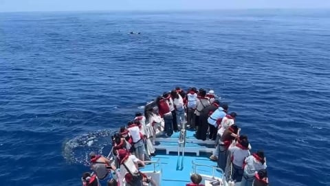 震撼!短肢領航鯨群現身花蓮外海 母子同行、罕見浮窺畫面曝