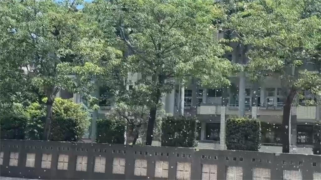 苗栗頭份建國國小木棉花絮飄散　造成學童過敏、當地髒亂