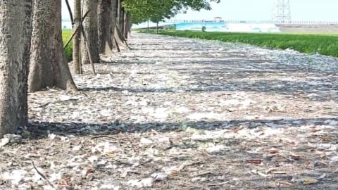 苗栗頭份建國國小木棉花絮飄散　造成學童過敏、當地髒亂