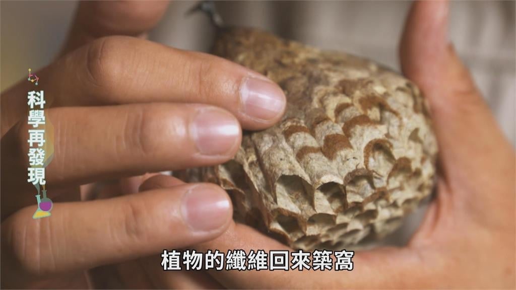 用幾何熱力學築巢 解開野蜂巢室六角奧秘