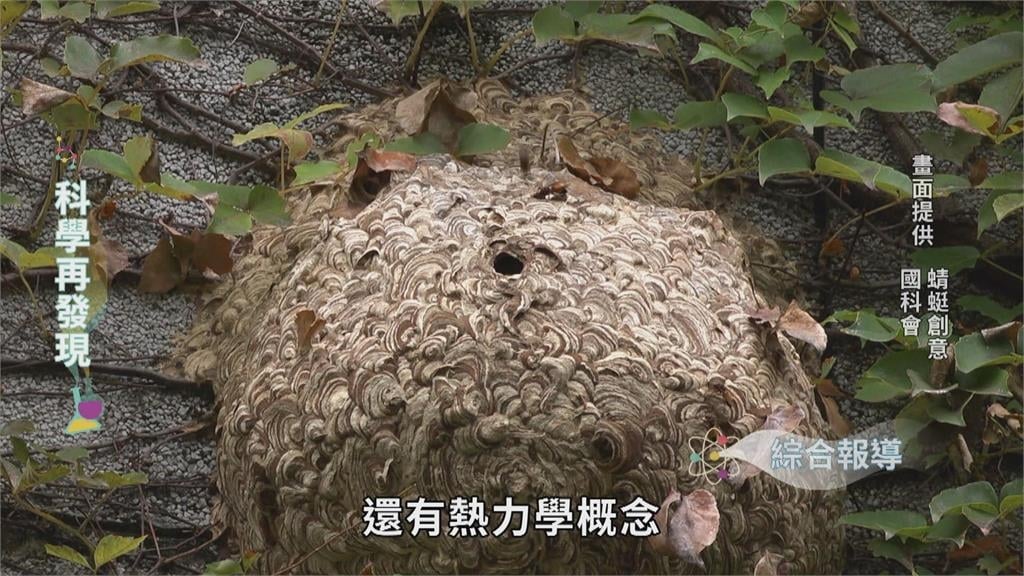 用幾何熱力學築巢 解開野蜂巢室六角奧秘