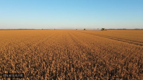 阿根廷宣布調降黃豆出口稅！2028年底將降至15% 盼提振農業競爭力
