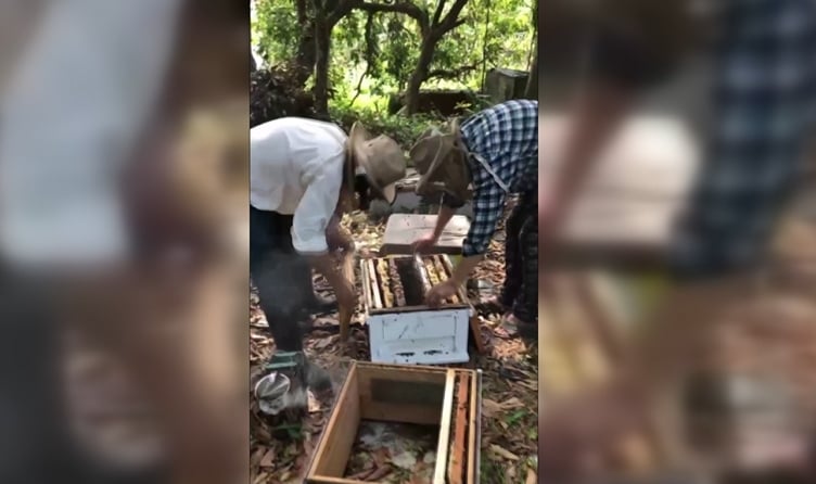 「蜂蜜減產」假蜜恐亂入市場! 蜂農傳授「辨別真假蜂蜜」小撇步