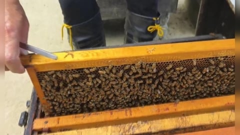 「蜂蜜減產」假蜜恐亂入市場! 蜂農傳授「辨別真假蜂蜜」小撇步