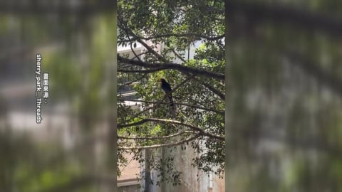 政大校園山林占地52公頃　野生動物多獲農業部「這認證」
