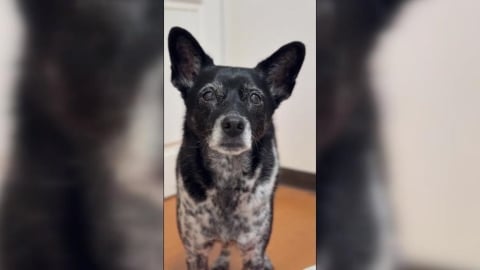 陳美琪走失了!飼主重金懸賞50萬元 急尋養12年米克斯犬