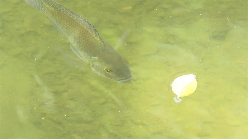 釣228公園「鱷雀鱔」煮來吃 成大釣魚社歉:兩人非社團成員