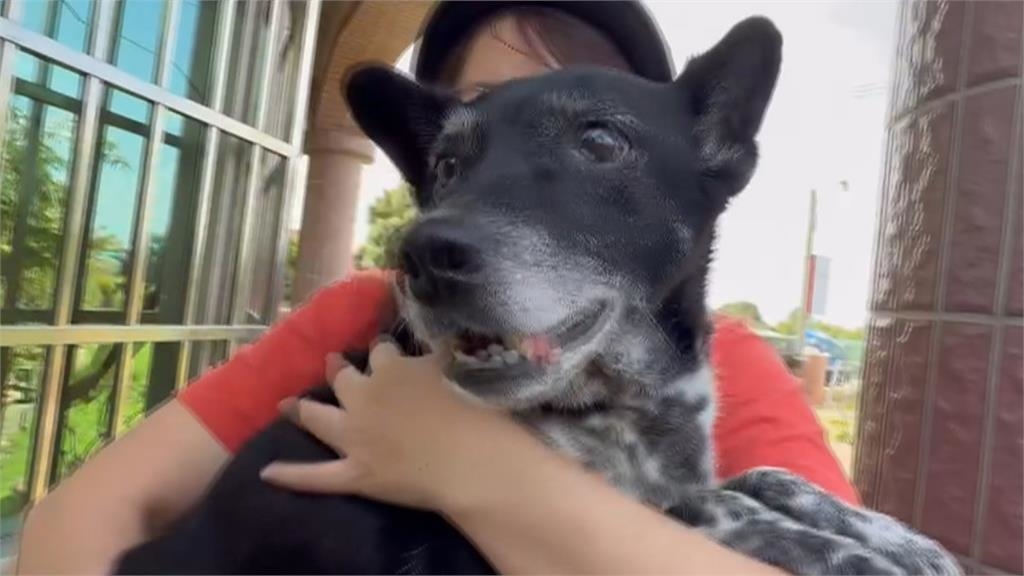 50萬元找到了!鄰居尋獲陳美琪 飼主相擁喜極而泣
