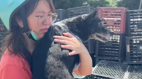 50萬元找到了!鄰居尋獲陳美琪 飼主相擁喜極而泣