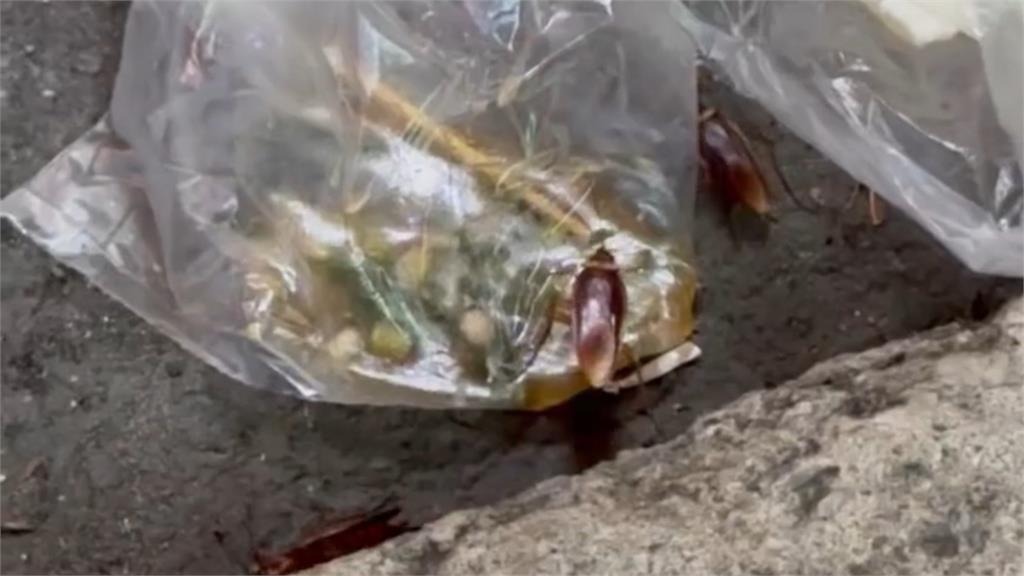 日人長住台灣列5大衝擊!「這生物」超大、超恐怖…萬網嚇瘋:會往臉上飛