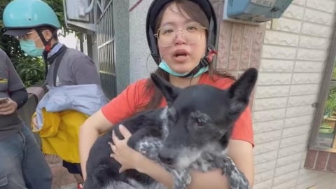 12歲米克斯「陳美琪」找到了 飼主擁愛犬喜極而泣