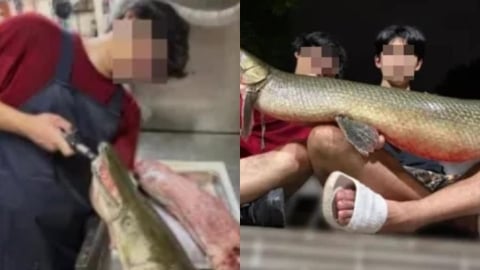 228公園吉祥物「鱷魚火箭」被料理!成大釣魚社PO「烹食照」炫耀遭炎上