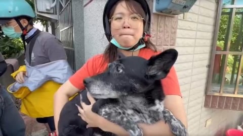 12歲米克斯「陳美琪」找到了!三和村民尋獲 飼主落淚諾「會給50萬獎金」