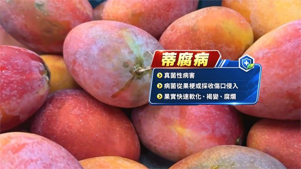 民眾網購枋山愛文芒果 好幾顆「腐爛發黑」超傻眼!