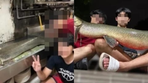 228公園「鱷魚火箭」被吃下肚!學者揭超凶真面目...「1部位」有毒:不要食用
