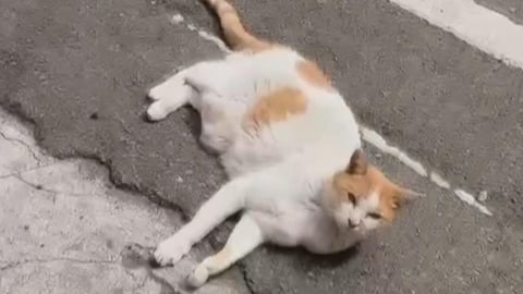「人瑞級」店貓曬太陽突遭女抱走 飼主心碎發文「把全家還給我們」
