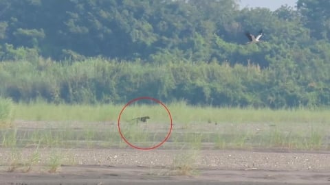 東方白鸛出海口覓食威脅升級　遭流浪狗埋伏追逐