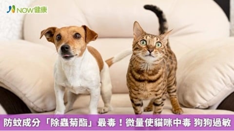 防蚊成分「除蟲菊酯」最毒！微量使貓咪中毒 狗狗過敏