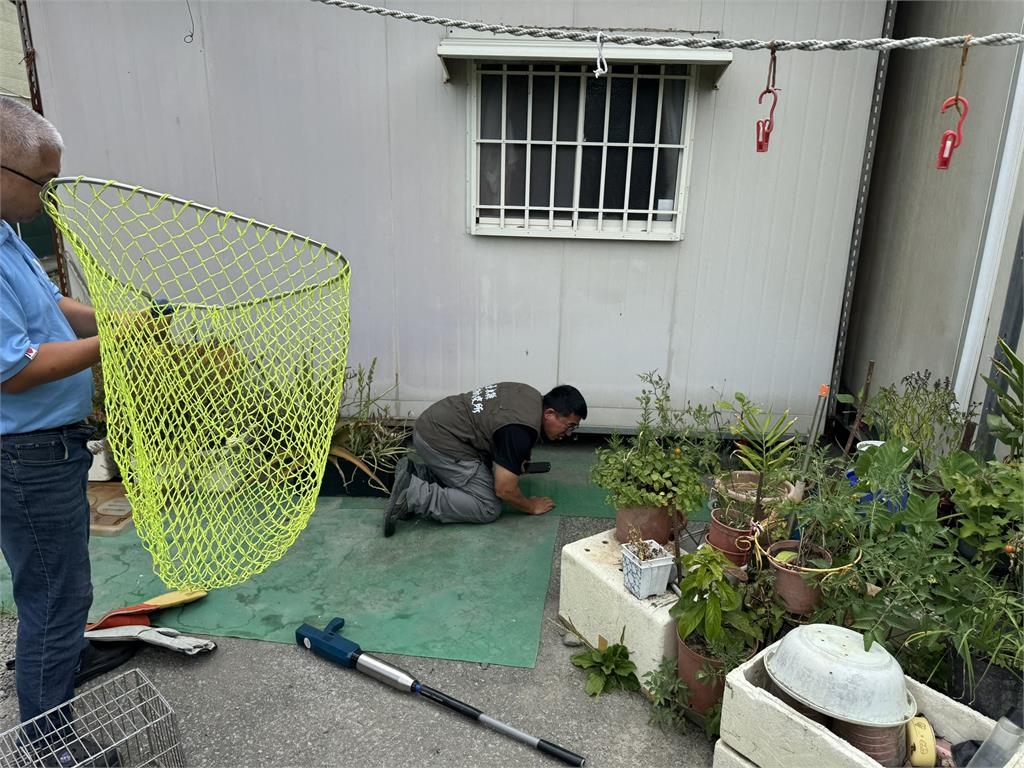 台東鼬獾患「狂犬病」咬傷遊客！5月已累計3例　農業處籲民眾當心