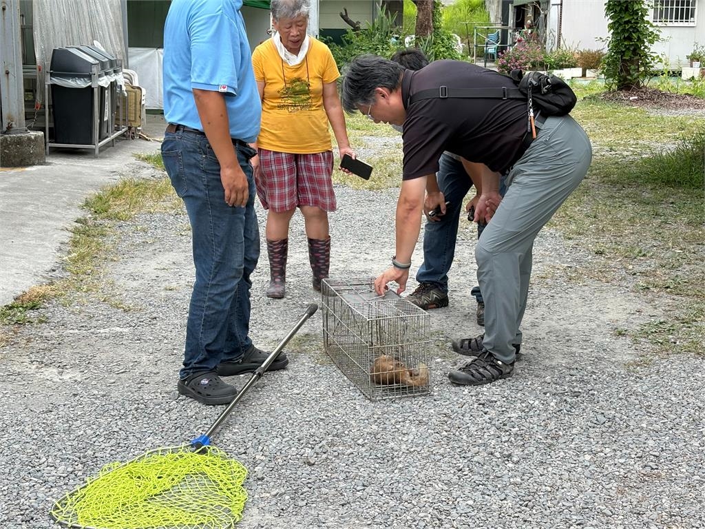 台東鼬獾患「狂犬病」咬傷遊客！5月已累計3例　農業處籲民眾當心
