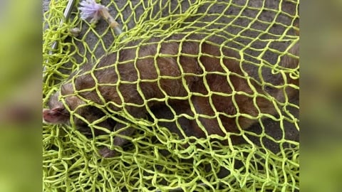 台東鼬獾患「狂犬病」咬傷遊客!5月已累計3例 農業處籲民眾當心