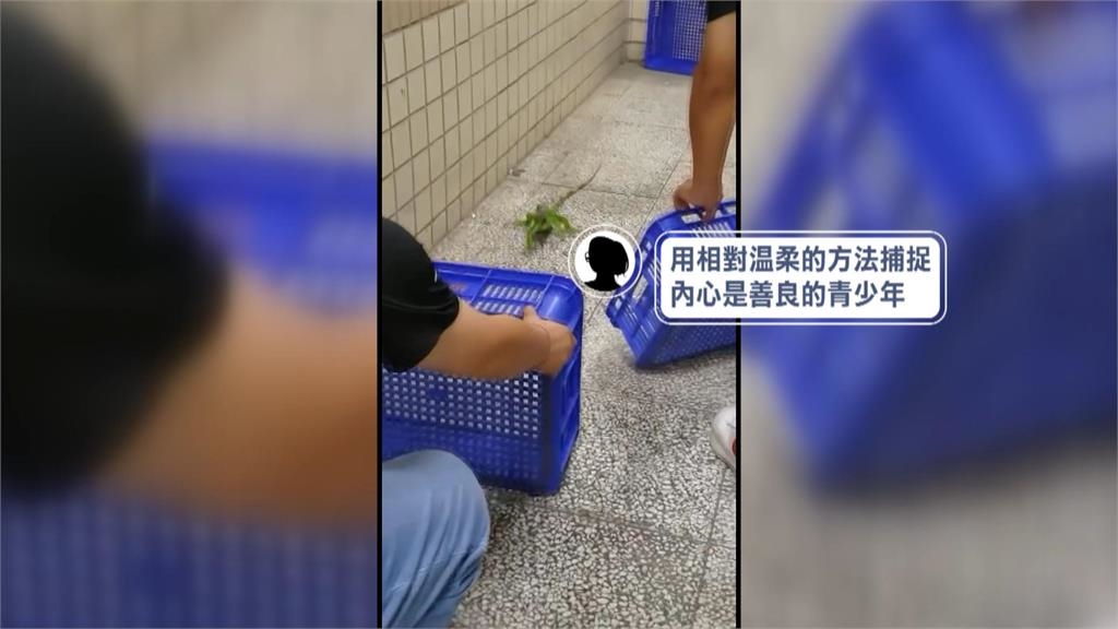 天氣熱？綠鬣蜥誤闖校園　師生「溫柔包抄」成功捕獲