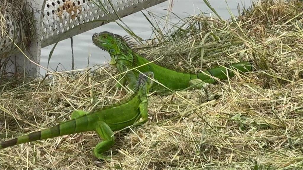 天氣熱？綠鬣蜥誤闖校園　師生「溫柔包抄」成功捕獲