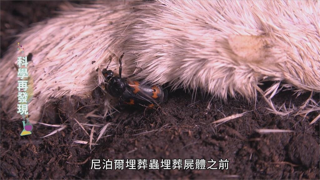 讓生命循環利用　清道夫埋葬蟲的奧妙