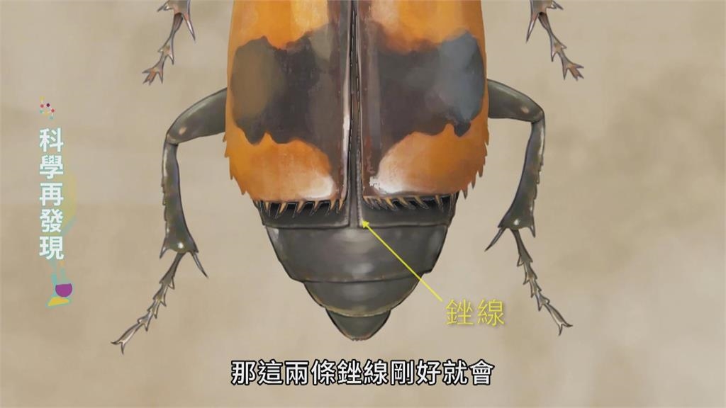 讓生命循環利用　清道夫埋葬蟲的奧妙