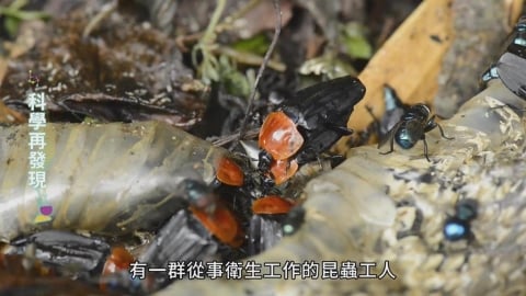 讓生命循環利用 清道夫埋葬蟲的奧妙