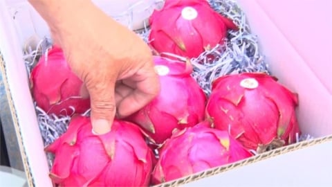 火龍果產季來了「白肉vs紅肉誰更營養」?營養師曝1關鍵差異