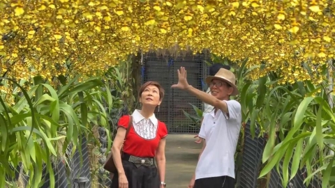 「文心蘭黃金隧道」浪漫登場 金黃色花海猶如金色瀑布