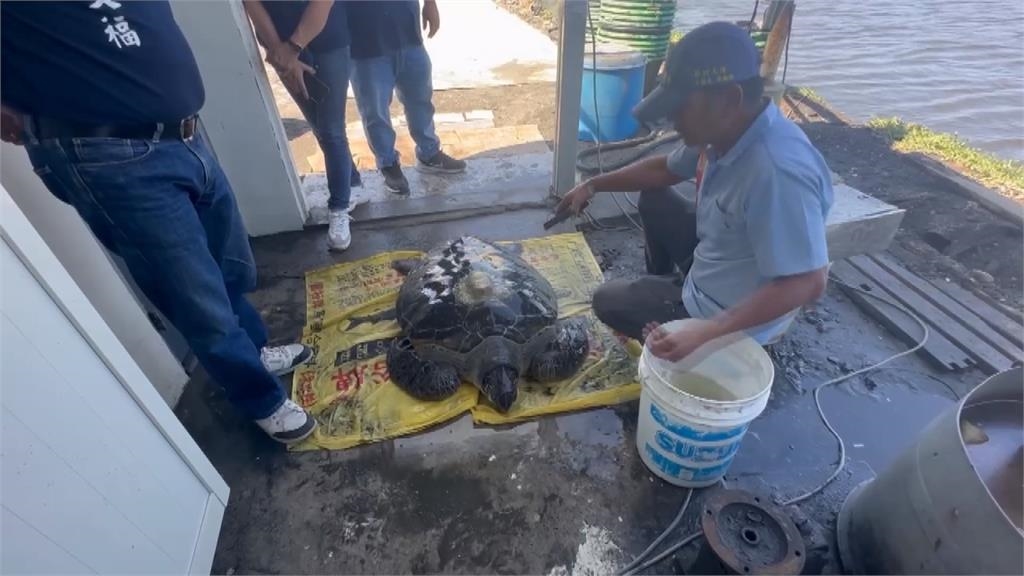 中滲透新招?綠蠵龜擱淺彰化蚵田 龜殼驚見簡體字追蹤器