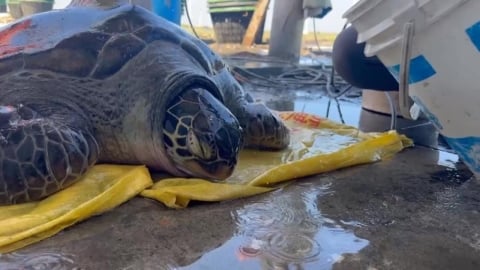 中滲透新招?綠蠵龜擱淺彰化蚵田 龜殼驚見簡體字追蹤器