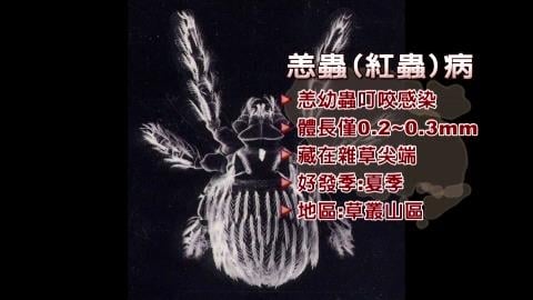 39歲網紅遭蟲咬病逝!疾管署急警「死亡率60%」台灣已56例確診