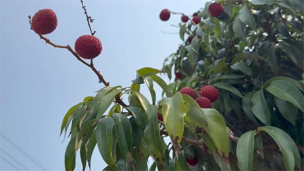 阿嬤每天狂吃「這水果」竟釀昏迷送醫！營養師揭「3情況」要避免