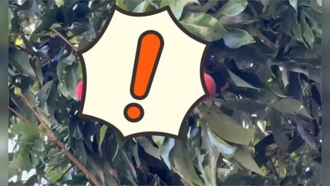 阿嬤每天狂吃「這水果」竟釀昏迷送醫!營養師揭「3情況」要避免