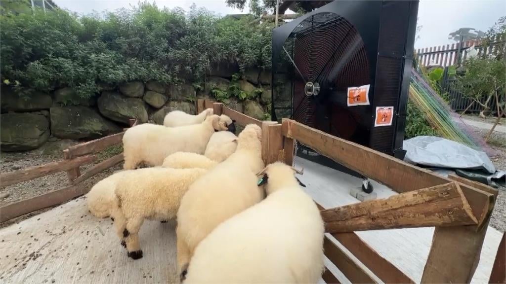 太熱了! 南投小型動物園 羊咩咩集體吹風扇