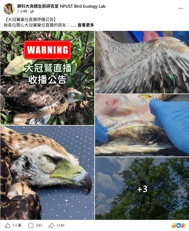 雛鳥「鷲星」直播前猝逝 母鷹「瞳孔震動」崩潰畫面1舉動萬人心碎